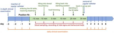 Sedation With Xylazine Hydrochloride Decreases the Stress Response in Merino Meat Sheep During Routine Hoof Trimming in a Tilt Table